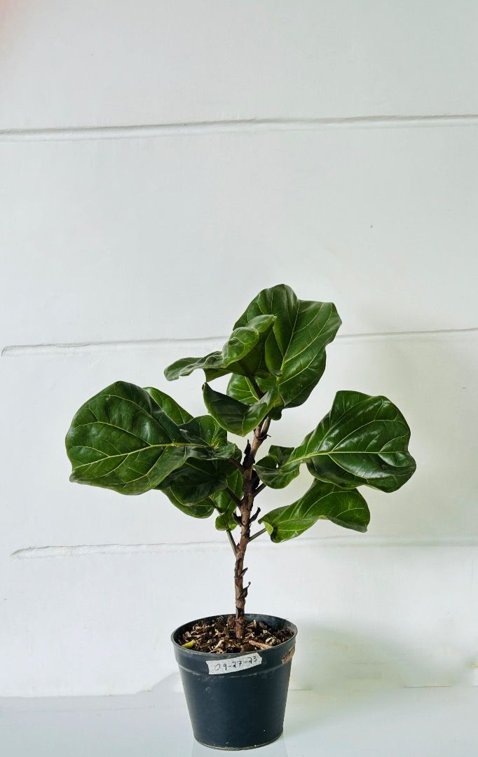 Fiddle Leaf Fig Tree ( Ficus Lyrata ), Furniture & Home Living ...