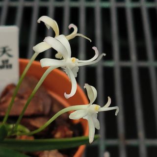 Neofinetia falcata  Collection item 1