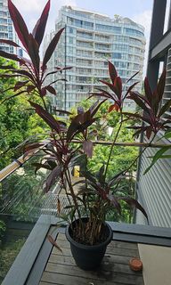 (Category: ) located in . Submitted by odinterior (Listing ID 1263061040, Image 1). Description: .