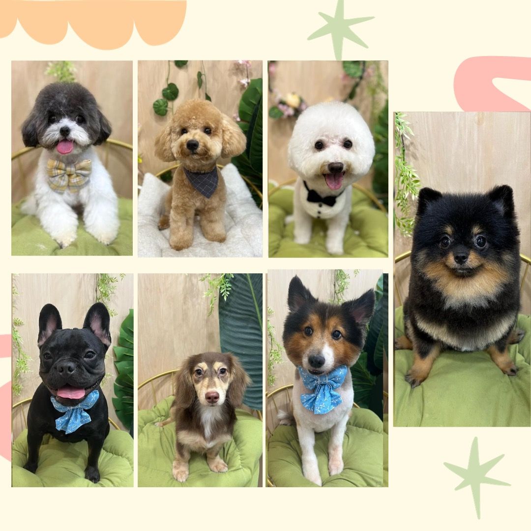 Dog groomingHougang & Kovan (5star review), Lifestyle Services, Pet