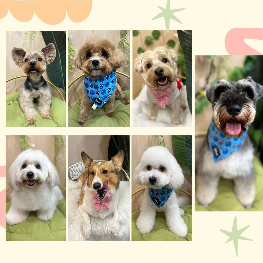 Dog groomingHougang & Kovan (5star review), Lifestyle Services, Pet