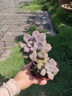 Succulent purple delight 8cm pot