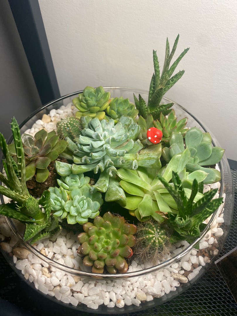 Terrarium plant, Furniture & Home Living, Gardening, Plants & Seeds on ...