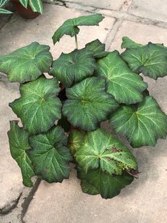 Begonia