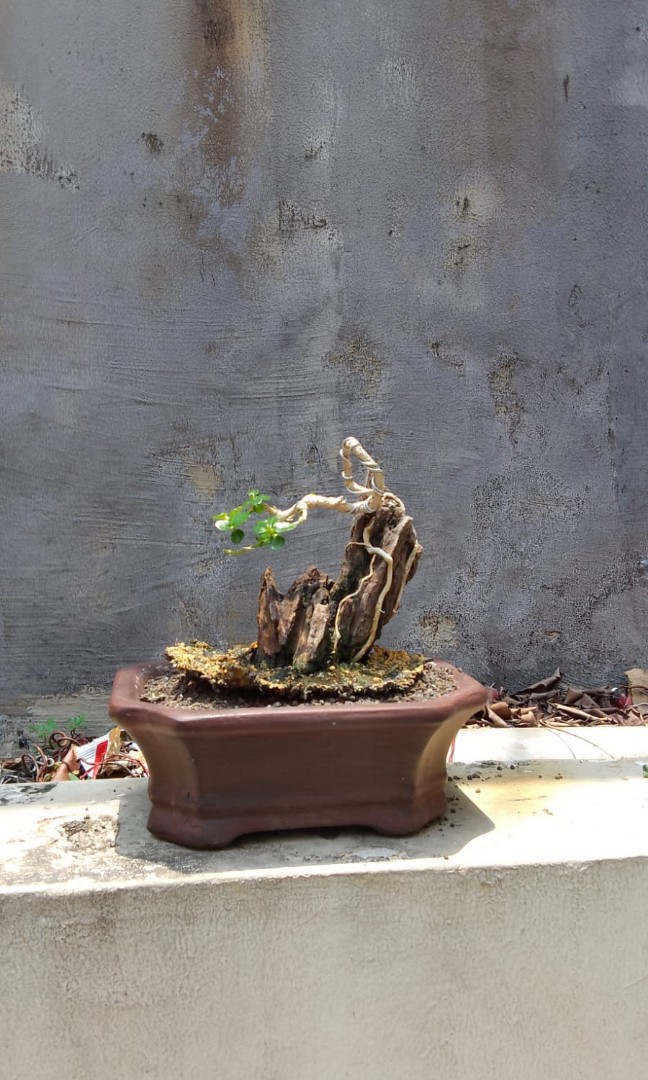 Bonsai Mini Perkebunan Di Carousell 8226