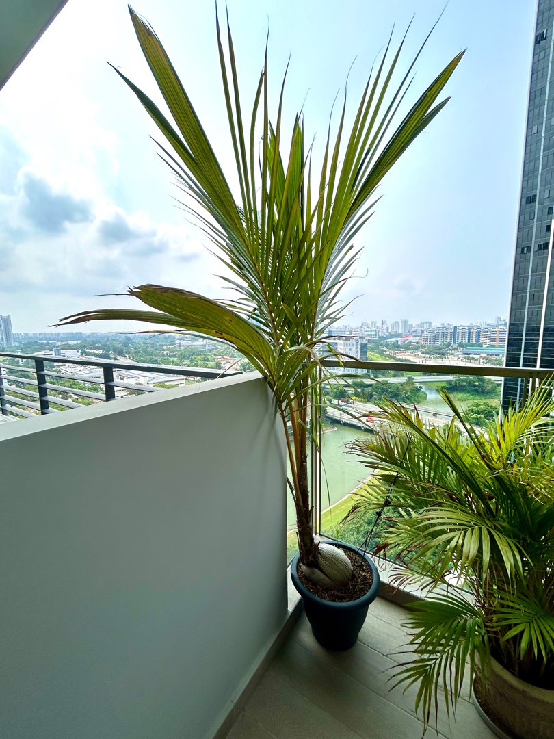 Coconut tree, Furniture & Home Living, Gardening, Plants & Seeds on