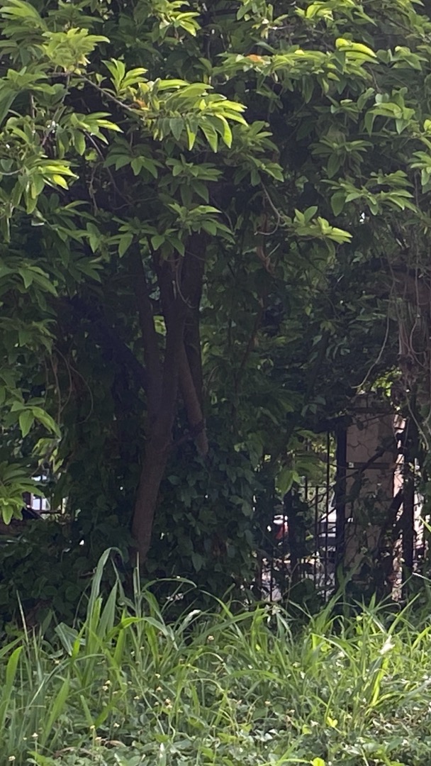 (Category: ) located in . Submitted by habitto.ph (Listing ID 1258232992, Image 1). Description: .