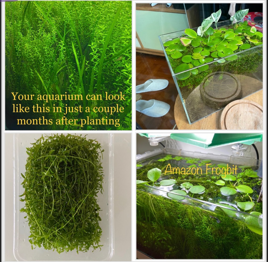 Free Aquarium Plants, 傢俬＆家居, 園藝, 植物及種子 Carousell