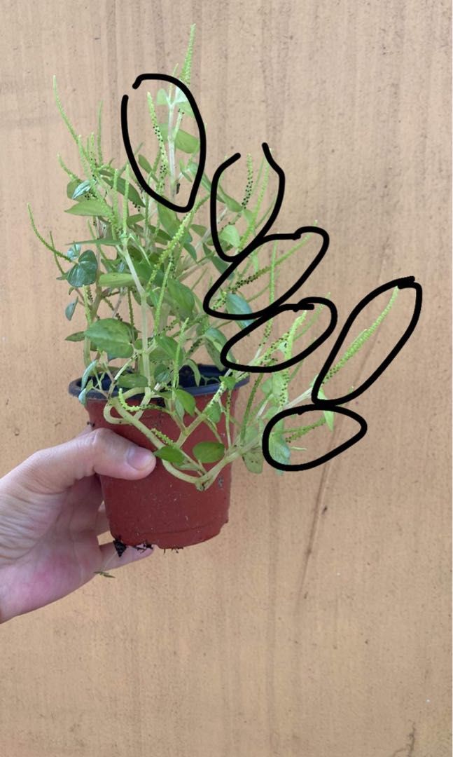 Lush Pansit-Pansitan Peperomia Pellucida Ulasimong-Bato with Seeds