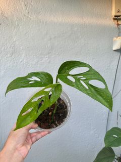 (Category: ) located in . Submitted by smallaroidgarden (Listing ID 1258317186, Image 1). Description: .