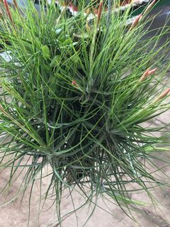 Tillandsia Schiedeana Clumps