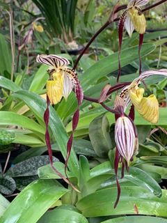 Paphiopedilum species and hybrids Collection item 1