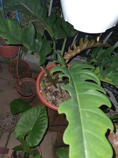 Philodendron Narow