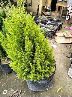 pine cypress🌲