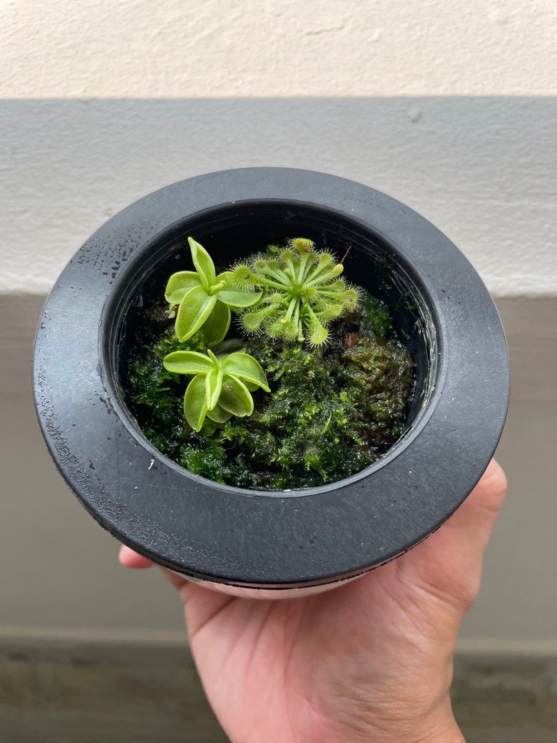 Drosera Tokaiensis Sundew / Pinguicula Primuliflora Butterwort