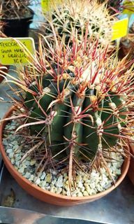 Fero cactus with freebies