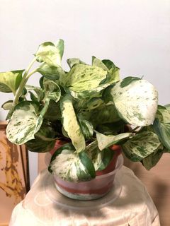 Pothos Manjula