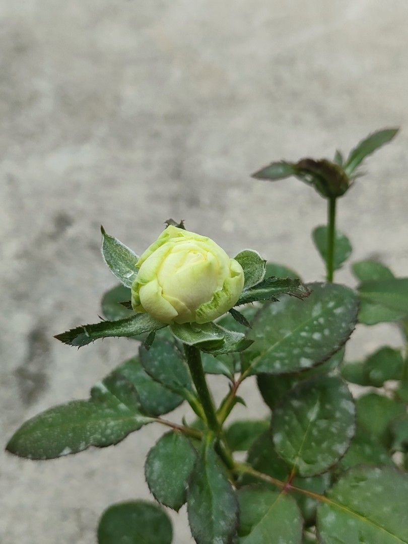 PURE BLONDE Rose, Furniture & Home Living, Gardening, Plants & Seeds on ...