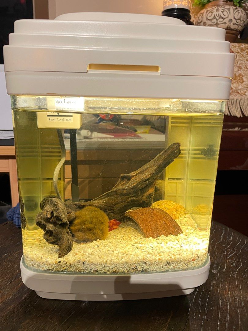 Self Contained Fish Tank, Pet Supplies, Homes & Other Pet Accessories on Carousell