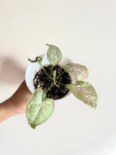 （分類：）位於 。 由 sommplants 提交（商品編號 1258454666，圖片 1）。簡介： 。