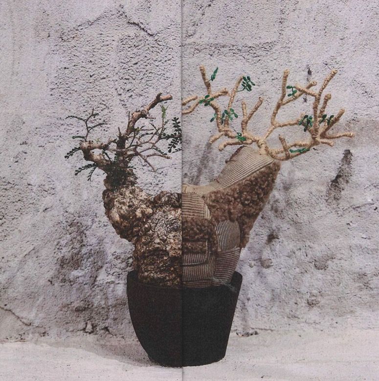 全新現貨 Botanize x Pachypatchy x K11 象足漆樹公仔 (吾連花盆) 多肉植物 塊根植物 観葉植物, 興趣及遊戲 ...
