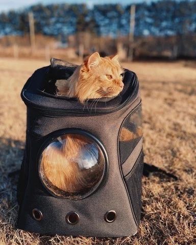 Extra large cat backpack hot sale