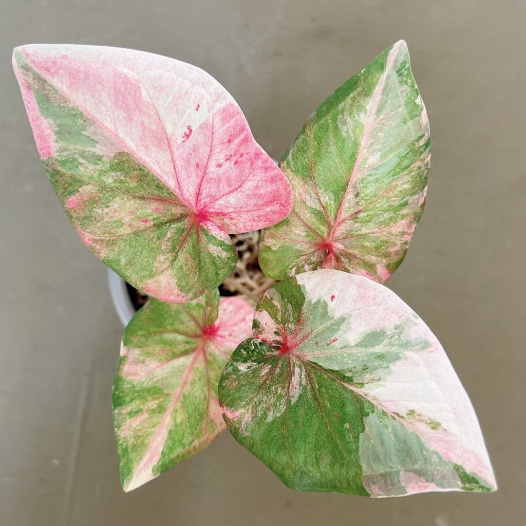 Andromeda Caladium / variegated plant , Furniture & Home Living ...