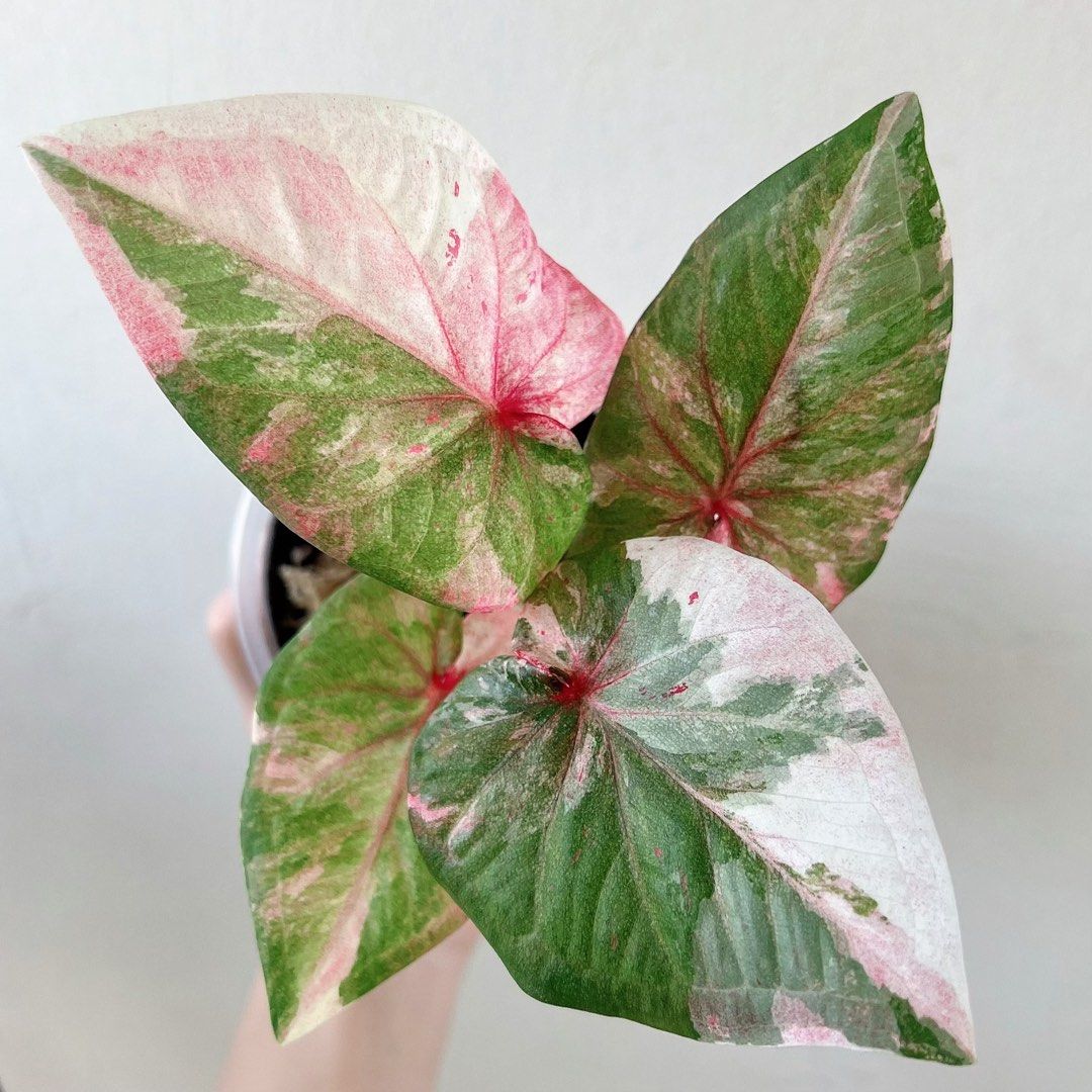 Andromeda Caladium / variegated plant , Furniture & Home Living ...