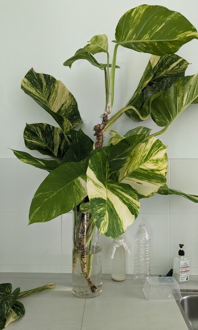 Giant Pothos Plant for sale, Furniture & Home Living, Gardening, Plants
