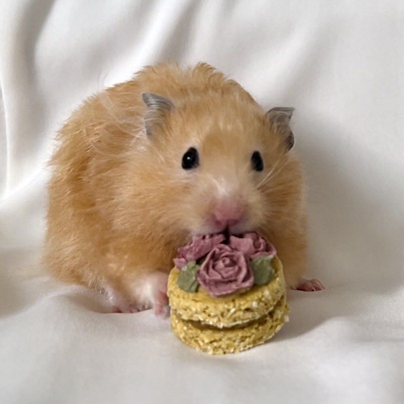 Hamster Rabbit Guinea Pig Birthday Cake Pet Supplies Pet Food on