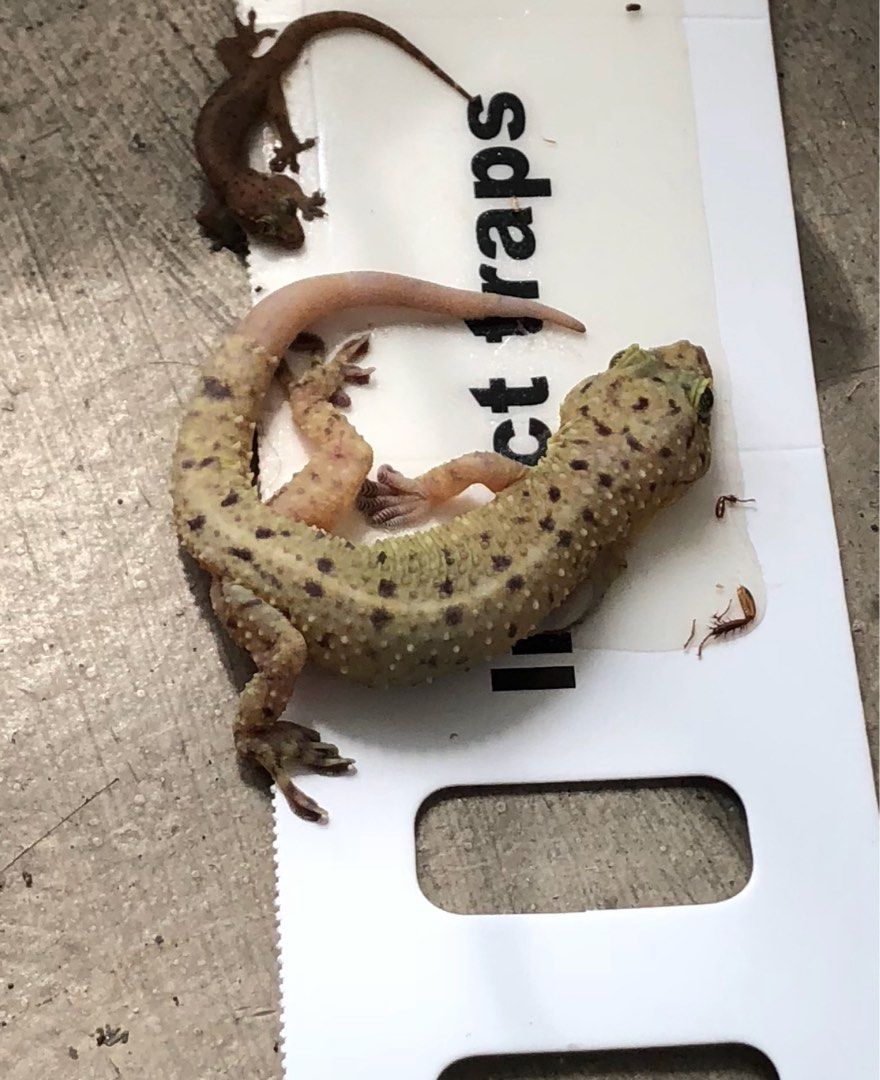 Lizard control, Home Services, Home Cleaning, Pest Control Services on Carousell