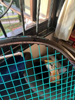(Category: ) located in . Submitted by mrmeowcat (Listing ID 1258670332, Image 1). Description: .