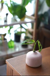（分類：）位於 。 由 hea.plants 提交（商品編號 1258789585，圖片 1）。簡介： 。