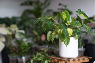 （分類：）位於 。 由 hea.plants 提交（商品編號 1256562953，圖片 1）。簡介： 。