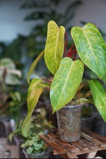 （分類：）位於 。 由 hea.plants 提交（商品編號 1256562451，圖片 1）。簡介： 。