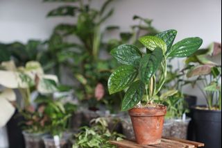 （分類：）位於 。 由 hea.plants 提交（商品編號 1258787456，圖片 1）。簡介： 。
