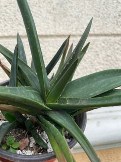 Aloe Vera Variety With Babies FOR SALE