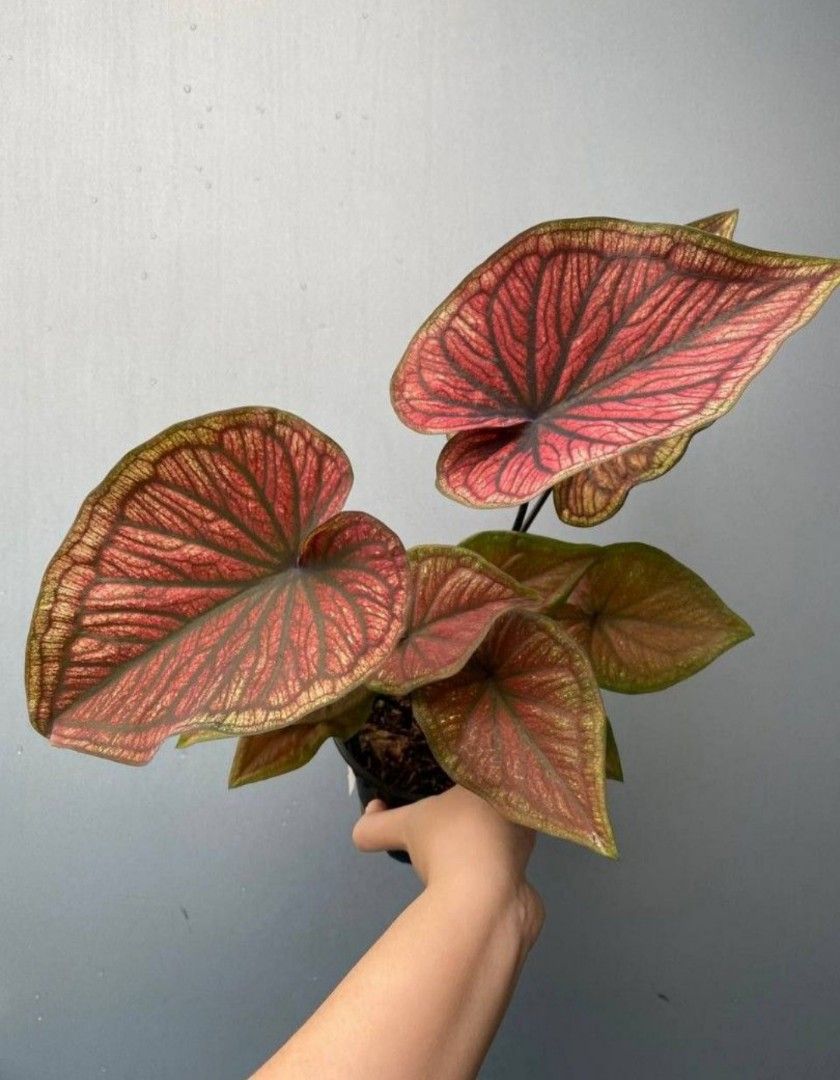 Caladium Small Caladium Thai hybrid / home garden / home gardening plants / small ...