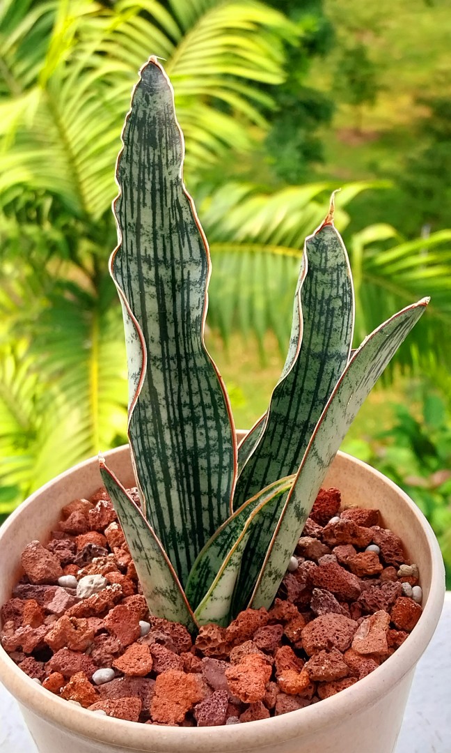 Cleopatra (Sansevieria), Furniture & Home Living, Gardening, Plants ...