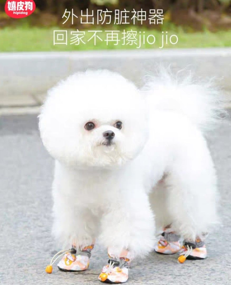 Cute top dog shoes