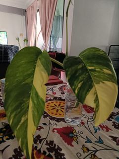 (Category: ) located in . Submitted by geraldineosc (Listing ID 1258723698, Image 1). Description: .