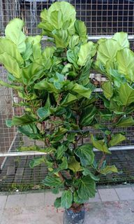 Fiddle Leaf 5-6ft Multi branches