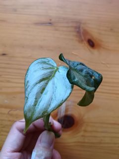 （分類：）位於 。 由 blurrybeing 提交（商品編號 1258729400，圖片 1）。簡介： 。