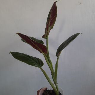 (Category: ) located in . Submitted by Plantszone.Official (Listing ID 1258739660, Image 1). Description: .