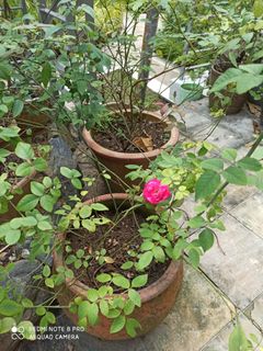 (Category: ) located in . Submitted by rpsp1 (Listing ID 1258721645, Image 1). Description: .