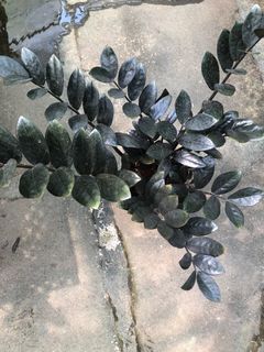 Zz Raven