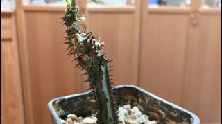 （分類：）位於 。 由 eowsos 提交（商品編號 1259075202，圖片 1）。簡介： 。
