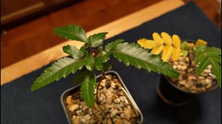 （分類：）位於 。 由 eowsos 提交（商品編號 1259074694，圖片 1）。簡介： 。