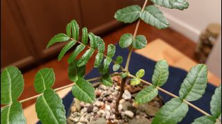（分類：）位於 。 由 eowsos 提交（商品編號 1259074780，圖片 1）。簡介： 。