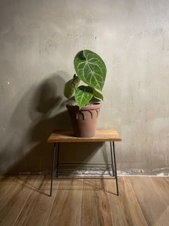 （分類：）位於 。 由 siu.wooo 提交（商品編號 1258994267，圖片 1）。簡介： 。